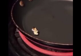 Exploração de Hentai Colegial com Atração Proibida